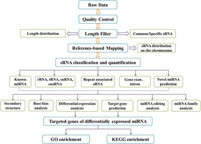 Differential expression of miRNAs revealed by small RNA sequencing in traumatic tracheal stenosis